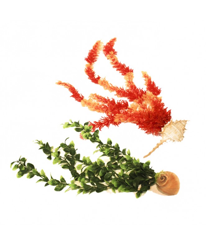 Planta marino p/pecera med c/base caracol - CARACOLES